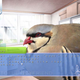 Illustration for article titled I Want Its Plumage, I Want Its Suspense, My Game of the Year Could Be a Bird Romance